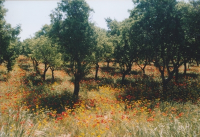 foto landschap zuid sicilie