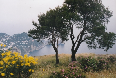 foto gele brem en bomen op capri